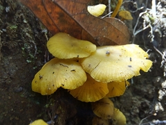 Tricholomopsis aurea
