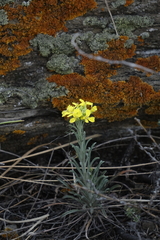 Erysimum flavum altaicum