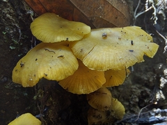 Tricholomopsis aurea