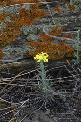 Erysimum flavum altaicum