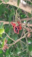 Sterculia monosperma