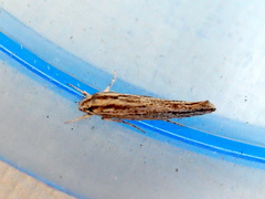 Acolasta scolia