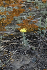 Erysimum flavum altaicum