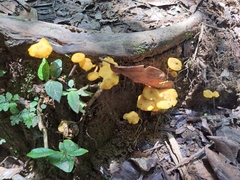 Tricholomopsis aurea