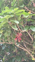Sterculia monosperma