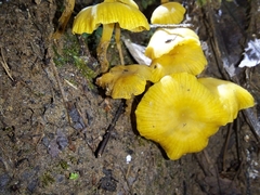 Tricholomopsis aurea