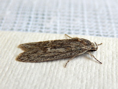 Phloeograptis obliquata