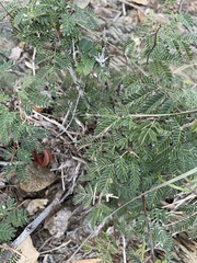 Calliandra eriophylla