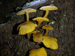 Tricholomopsis aurea