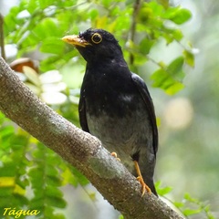 Turdus flavipes