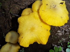 Tricholomopsis aurea