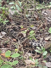 Crotalus adamanteus