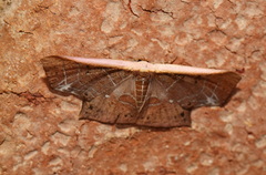 Tessarotis rubrata