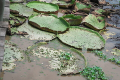 Victoria amazonica