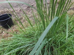 Poa labillardierei