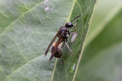 Ropalidia sumatrae