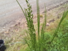 Poa labillardierei