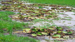 Victoria amazonica
