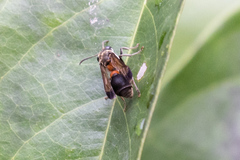 Ropalidia sumatrae