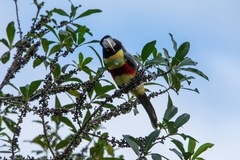 Pteroglossus castanotis