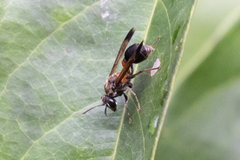Ropalidia sumatrae