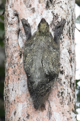 Galeopterus variegatus