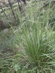 Poa labillardierei