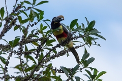 Pteroglossus castanotis