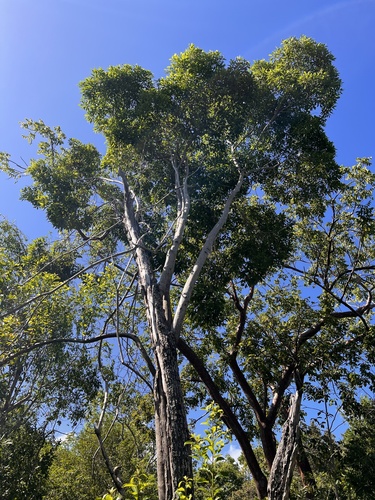 Ironwood (Chionanthus caymanensis)