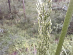 Poa labillardierei
