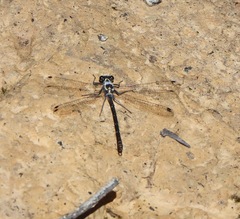 Austroargiolestes calcaris