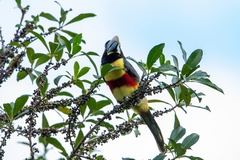 Pteroglossus castanotis