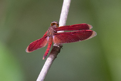 Neurothemis