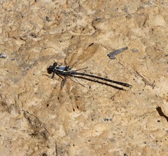 Austroargiolestes calcaris