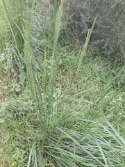Poa labillardierei