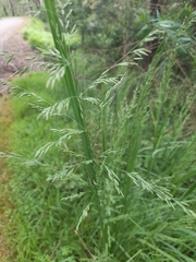 Poa labillardierei