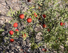 Ibervillea tenuisecta