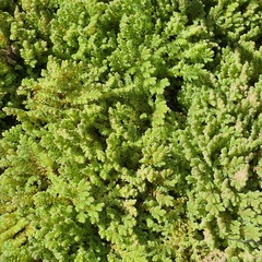 Azolla rubra