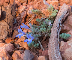 Penstemon caespitosus desertipicti