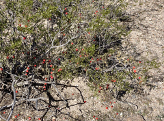 Ibervillea tenuisecta