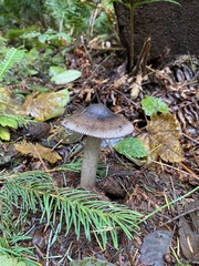 Amanita pachycolea