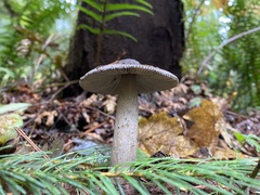 Amanita pachycolea