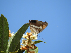 Doxocopa laure laure