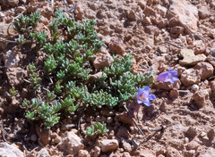 Penstemon caespitosus desertipicti