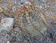 Echinocactus horizonthalonius
