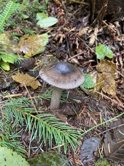 Amanita pachycolea