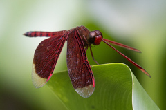 Neurothemis
