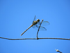 Erythrodiplax umbrata