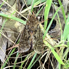 Dumbletonius characterifer