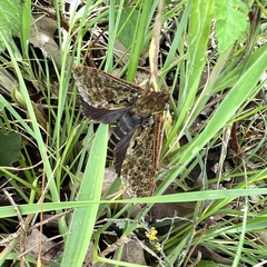 Dumbletonius characterifer